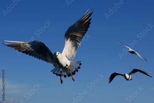 Flying seagull © Marco Tomasini