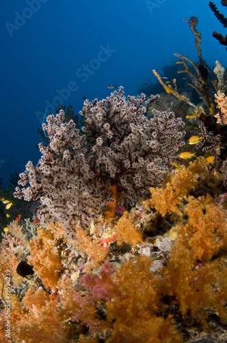 Récif, Ocean Indien, Maldives