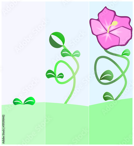 fiore