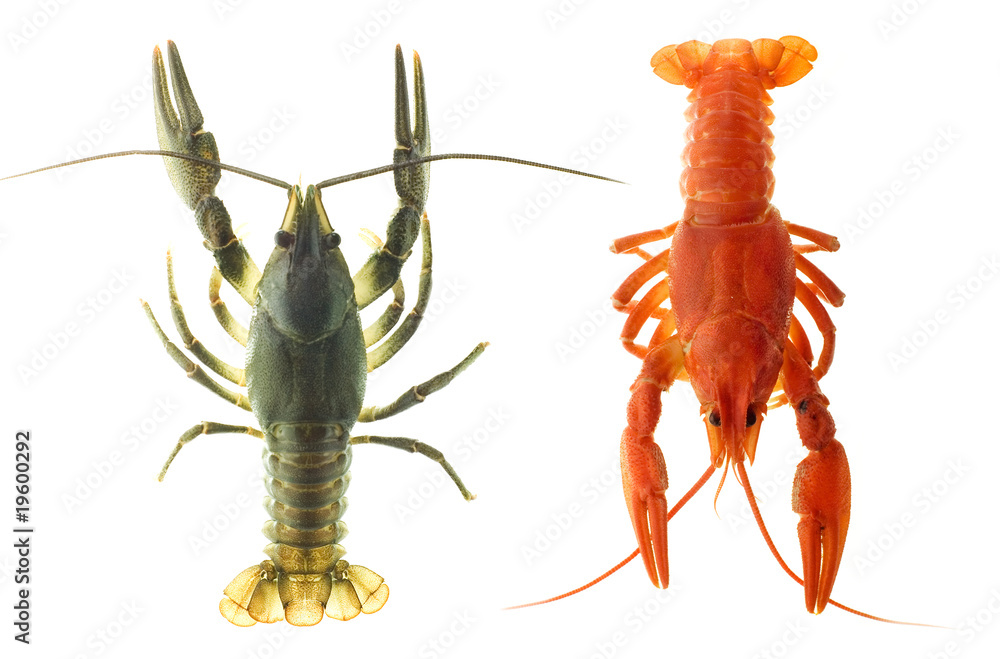 crayfish crayfish
