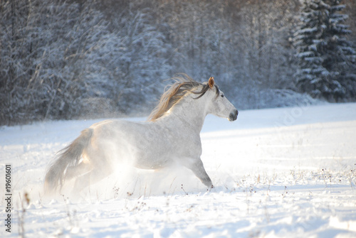 Grey andalusian horse through gallops the snow