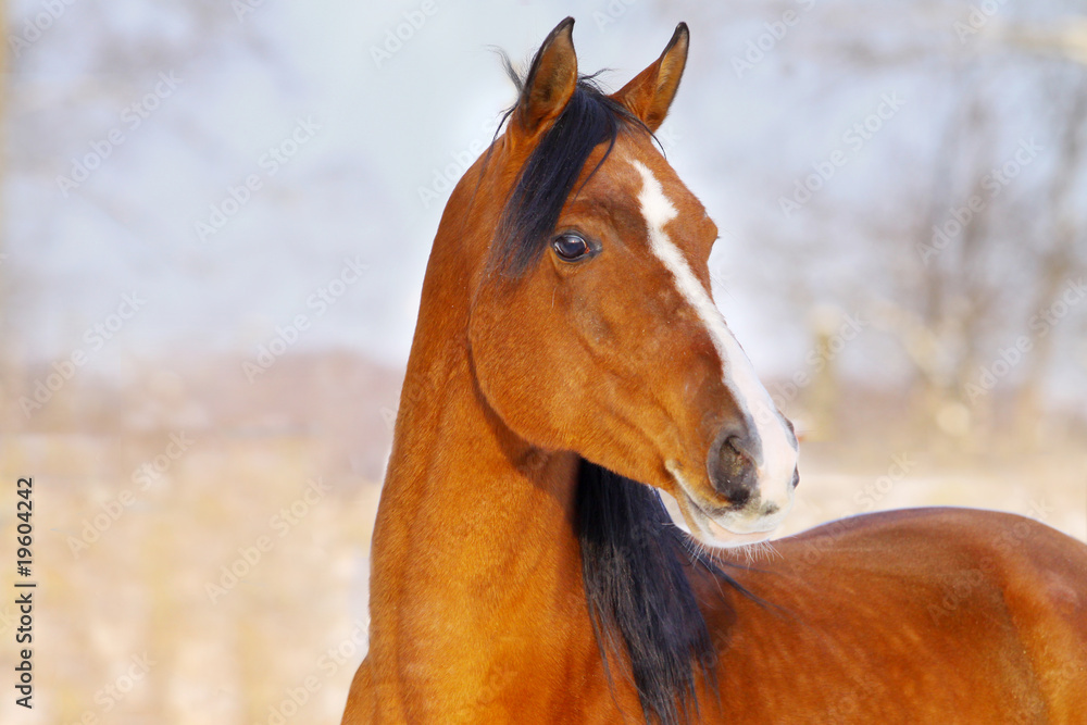 Fototapeta premium bay arab horse in winter