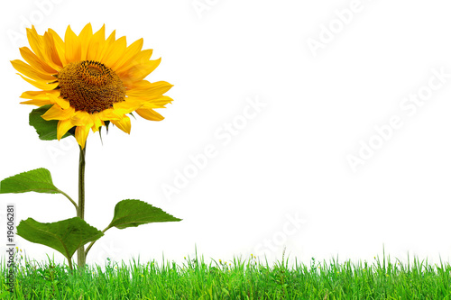 Yellow sunflower on green grass