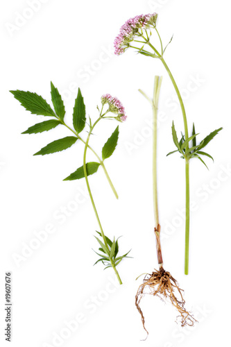 Valerian Leaf  Root and Flower