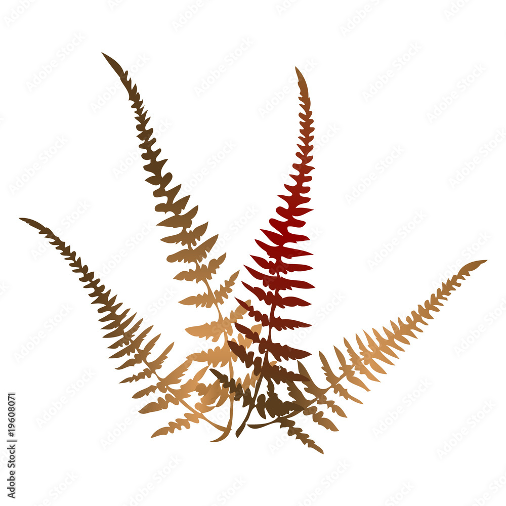 Forest fern Forest fern