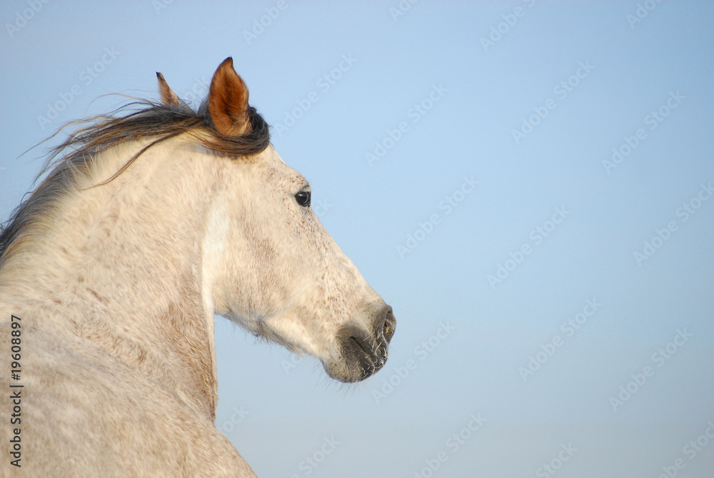 Fototapeta premium Portrait grey andalusian horse in motion