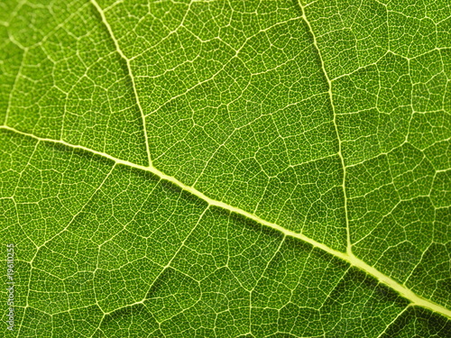 Close-up of Plant Leaf
