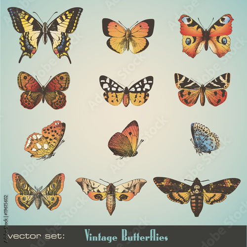 vector set: vintage butterflies