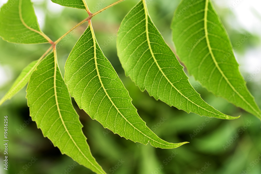Neem leaves Neem leaves