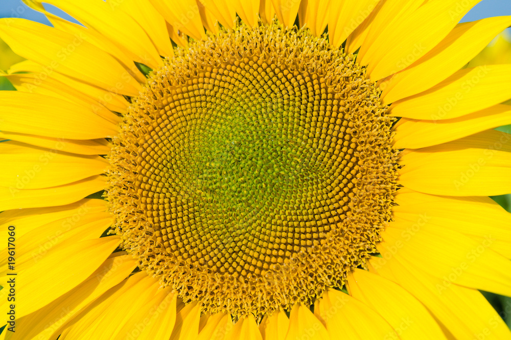 sunflower sunflower
