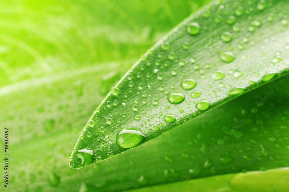 green leaf and water drop green leaf and water drop
