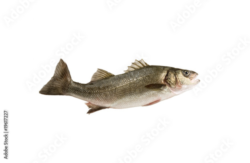 bass fish