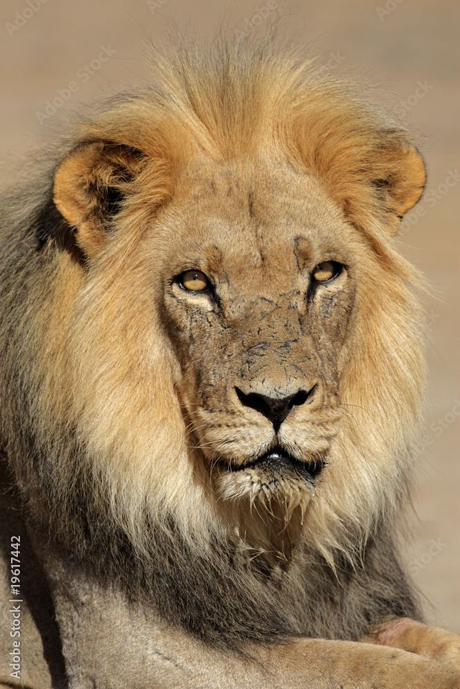 African lion (Panthera leo), Kalahari, South Africa African lion (Panthera leo), Kalahari, South Africa