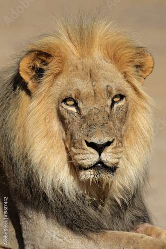 Fototapeta Naklejka Na Ścianę i Meble -  African lion (Panthera leo), Kalahari, South Africa