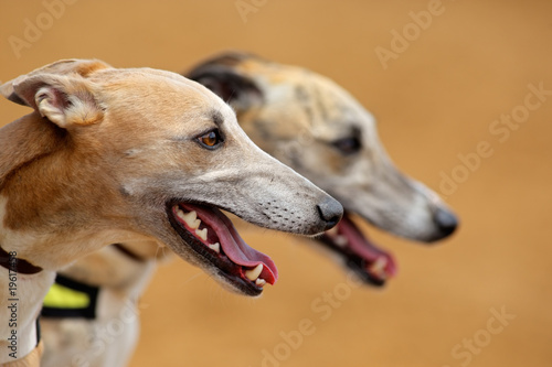 Photo Portraits of two eager greyhounds before a race