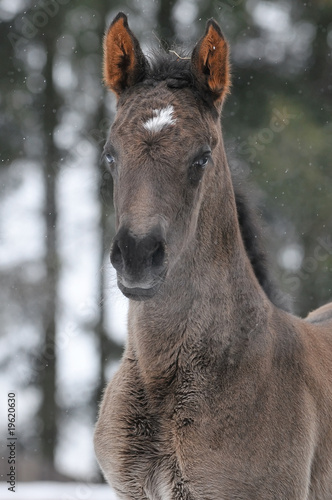 hannoverian foal portrait in winter photo