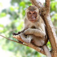 Fotobehang Aap Jonge aap in natuurlijke omgeving  © Roman Sigaev