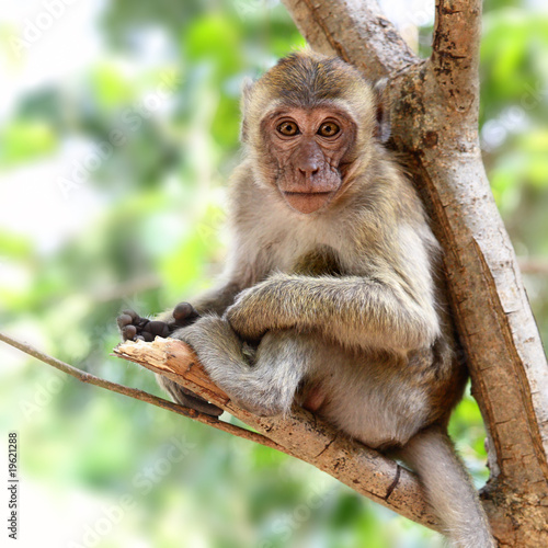 Young monkey