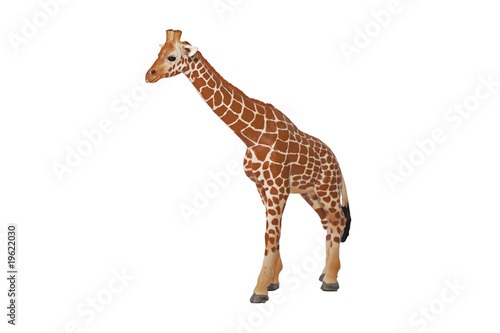 Tiere Afrikas - Giraffe