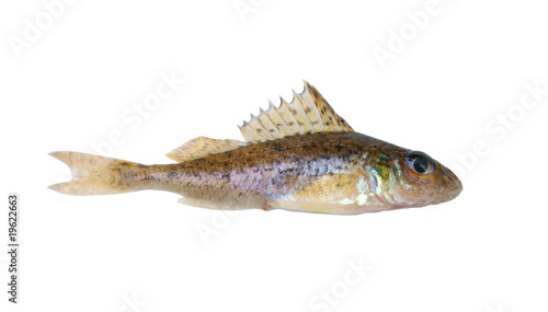 Small ruff fish isolated on white background