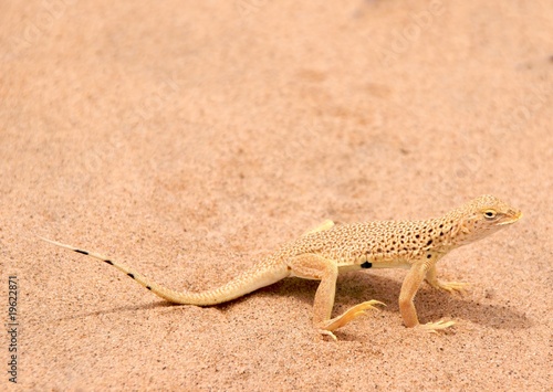 Mojave fringe-toed lizard (Uma Scoparia), a.k.a. 'sand swimmer'