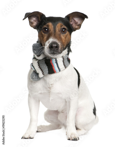 Portrait of Jack Russell terrier wearing scarf sitting © Eric Isselée
