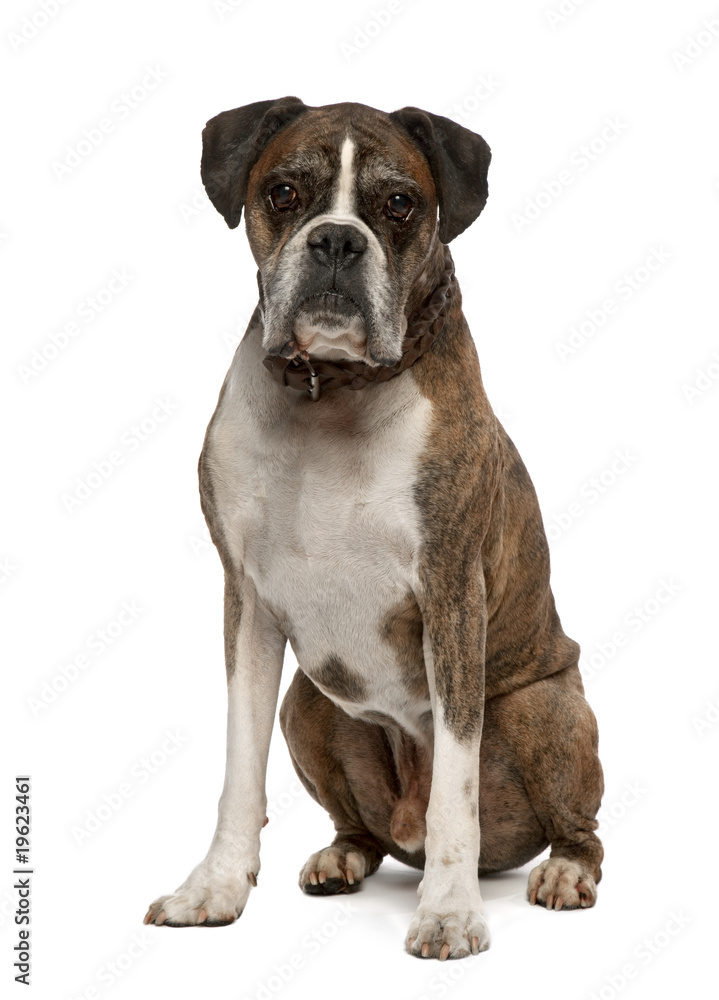 Portrait of Old Boxer, 11 years old, sitting, studio shot Portrait of Old Boxer, 11 years old, sitting, studio shot