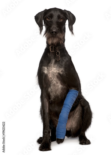 Lurcher, 3 years old, with arm cast sitting, studio shot photo
