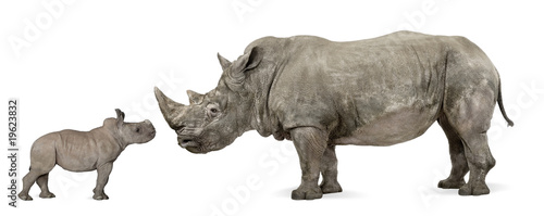 Fotografie, Obraz Mother and baby White Rhinoceros, Ceratotherium simum