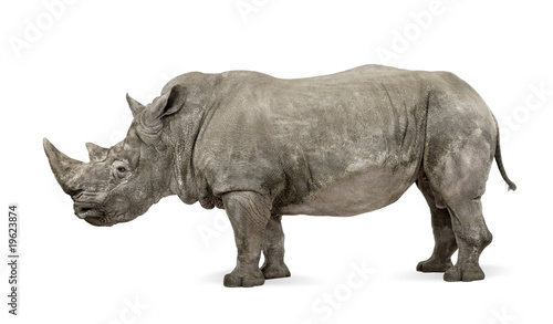 Canvas Print White Rhinoceros, Ceratotherium simum, 10 years old