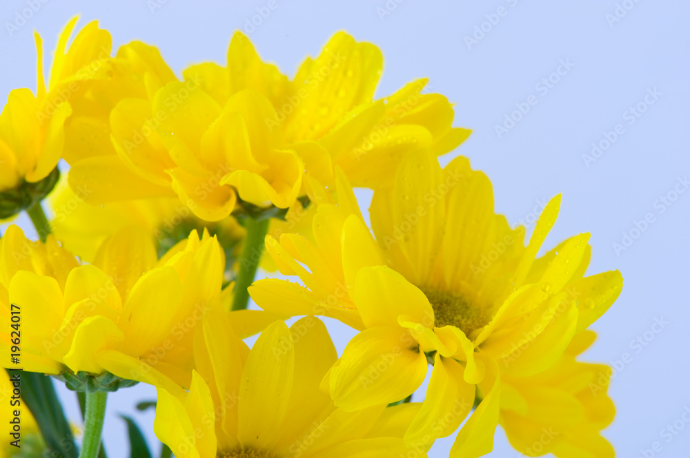 beautiful bouquet of yellow flowers beautiful bouquet of yellow flowers