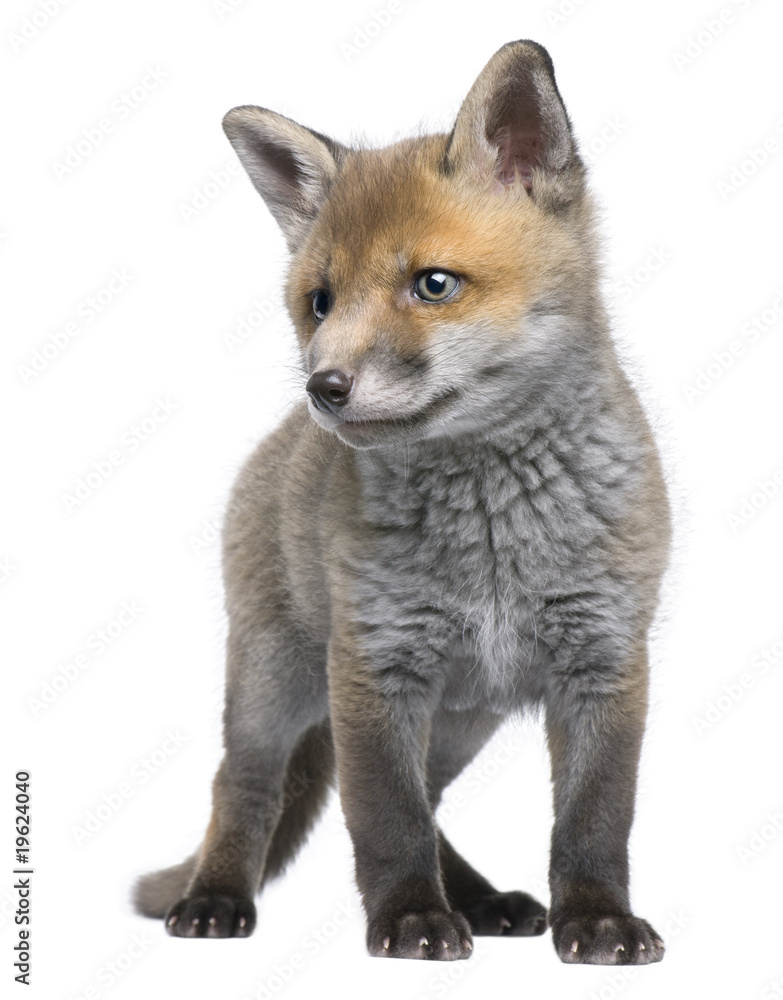 Red fox cub, 6 Weeks old, Vulpes vulpes Red fox cub, 6 Weeks old, Vulpes vulpes