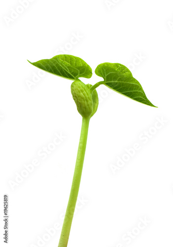 Small plant