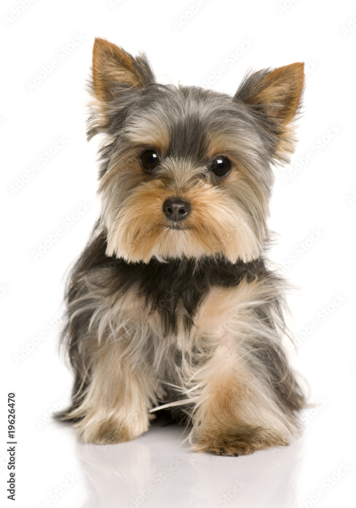 Yorkshire Terrier puppy, 7 months old, sitting Yorkshire Terrier puppy, 7 months old, sitting