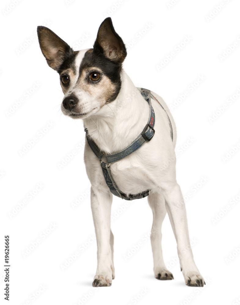 Jack Russell Terrier, 8 years old, standing