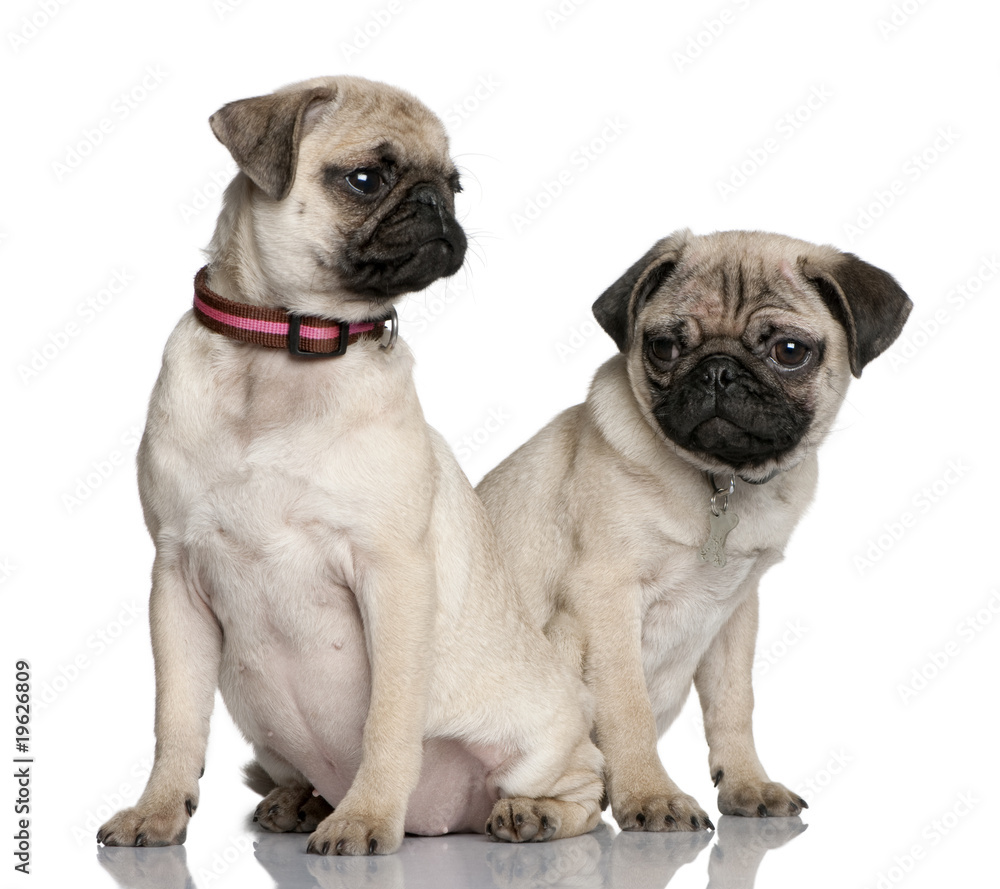 Couple of puppy pug (3 and 4 months old)