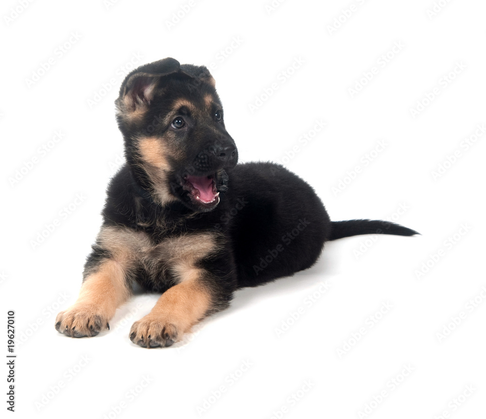 German Shepherd puppy yawning on white