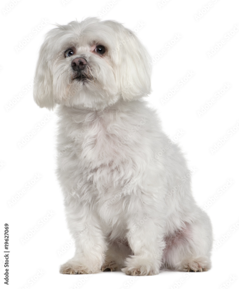 Old Maltese dog, 10 years old, sitting, studio shot Old Maltese dog, 10 years old, sitting, studio shot