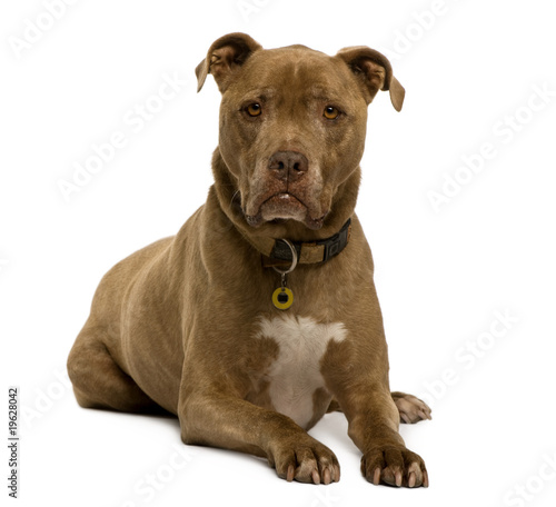 Crossbreed dog  12 years old  sitting  studio shot