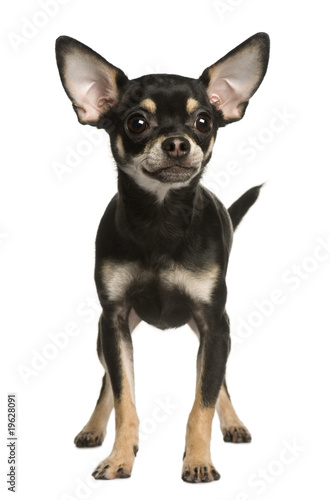 Chihuahua dog, 9 months old, standing, studio shot