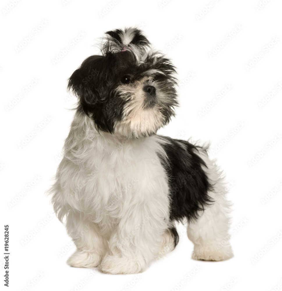 Shih Tzu, 3 months old, standing, studio shot Shih Tzu, 3 months old, standing, studio shot