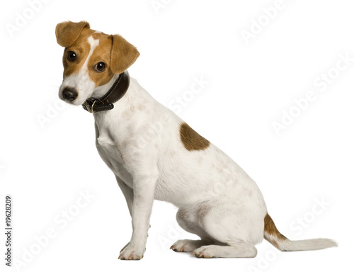 Jack Russell Terrier, 1 year old, sitting, studio shot