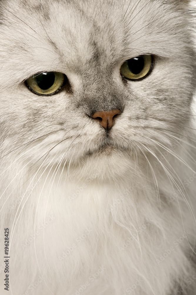 Old Silver Persian cat, 12 years old