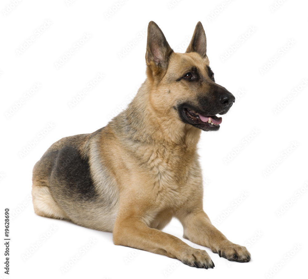 German Shepherd, 9 years old, sitting, studio shot German Shepherd, 9 years old, sitting, studio shot