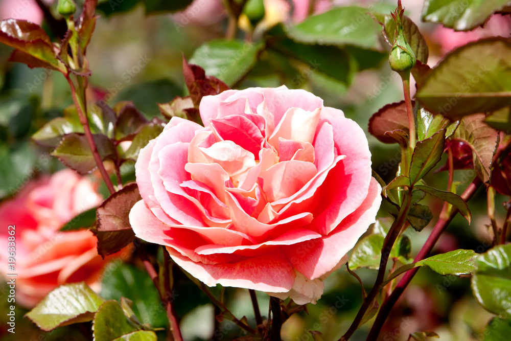 Obraz premium Pink ranunculus flowers