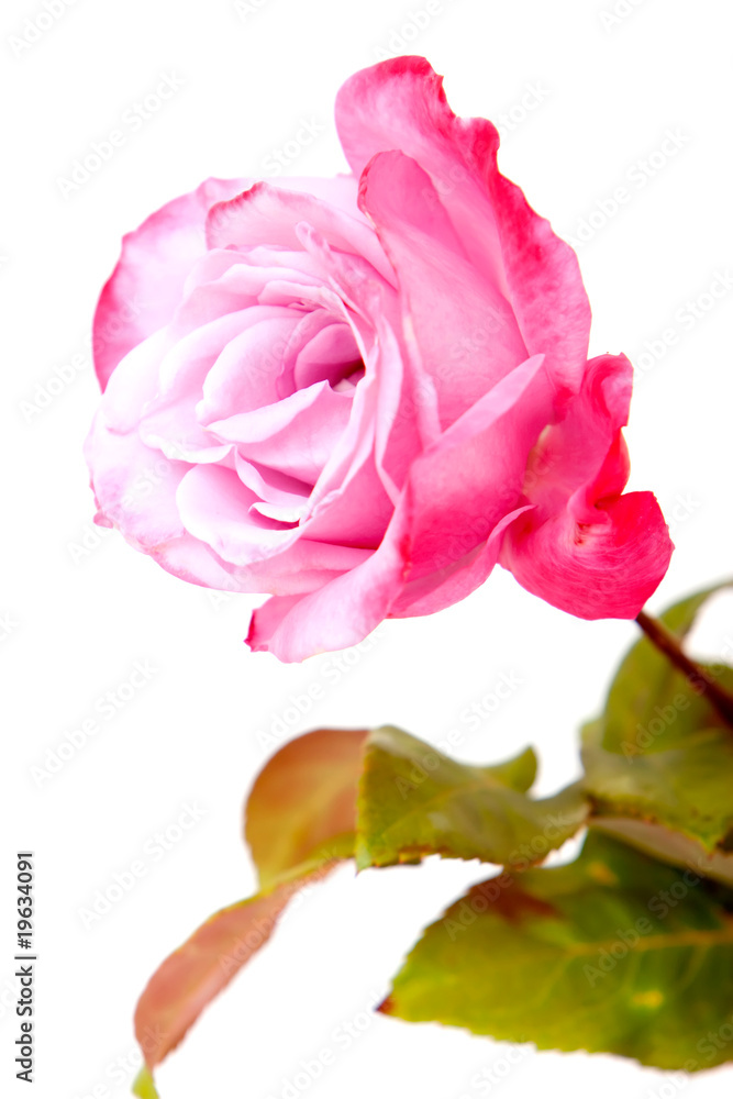 Fototapeta premium Pink rose