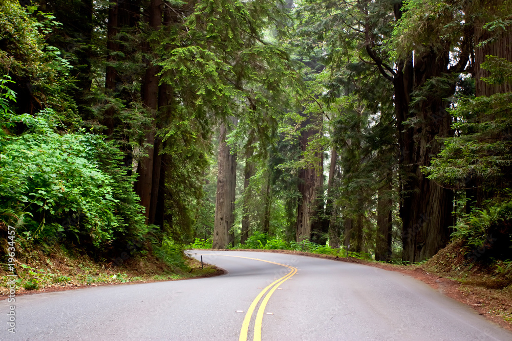 Fototapeta premium Asphalt road in forest