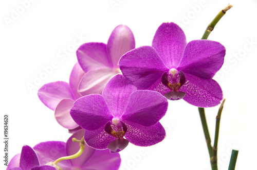 Orchidee