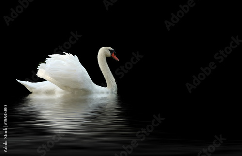 swan #19635810