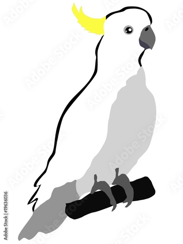cockatoo